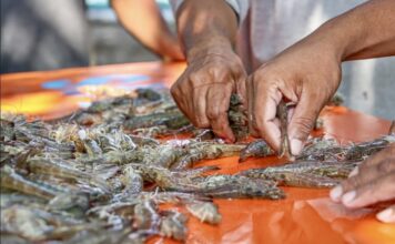 INDONÉSIE – ÉCONOMIE : L’industrie de la crevette fragilisée après la détection de césium radioactif Indonésie crevettes