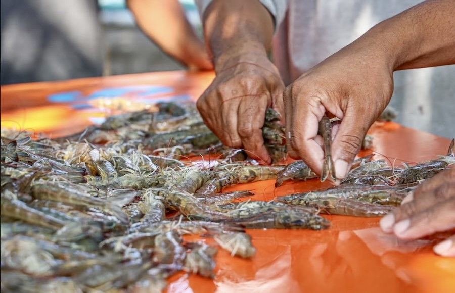 Indonésie crevettes
