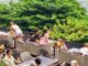 THAÏLANDE – TOURISME : Le rebond attendu ne se produit pas