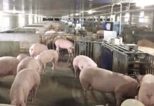 THAÏLANDE – ÉCONOMIE : Forte reprise des prix du bétail et tensions sur les matières premières agricoles Betagro ferme