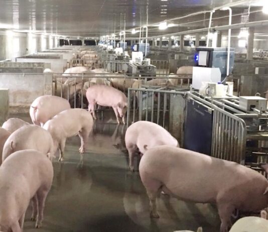 THAÏLANDE – ÉCONOMIE : Forte reprise des prix du bétail et tensions sur les matières premières agricoles Betagro ferme