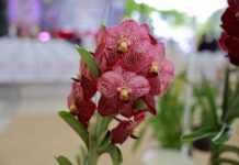 orchidée Thaïlande