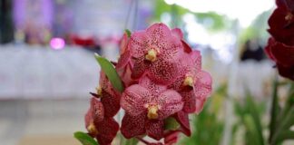 orchidée Thaïlande