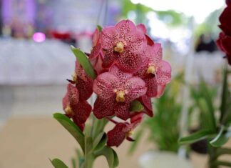 orchidée Thaïlande