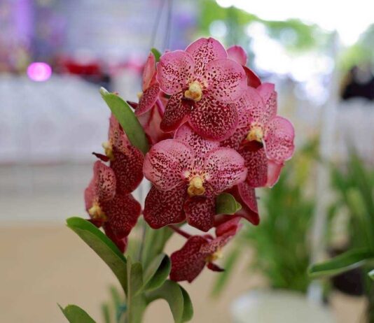 orchidée Thaïlande