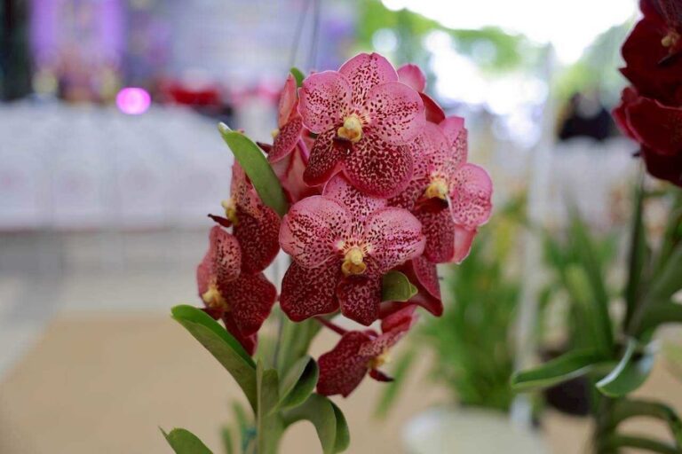 orchidée Thaïlande