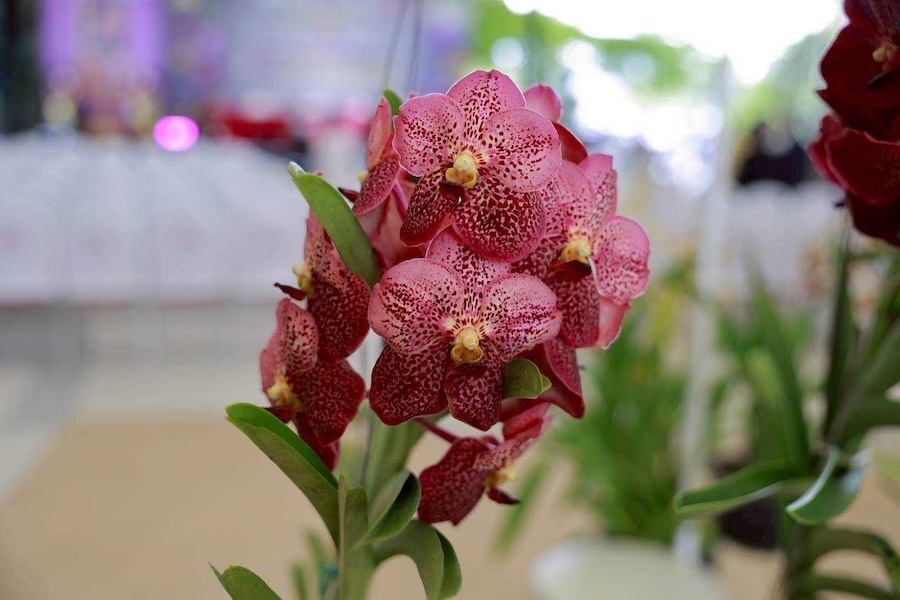 orchidée Thaïlande