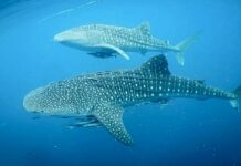 requin Baleine indonésie
