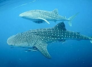 requin Baleine indonésie