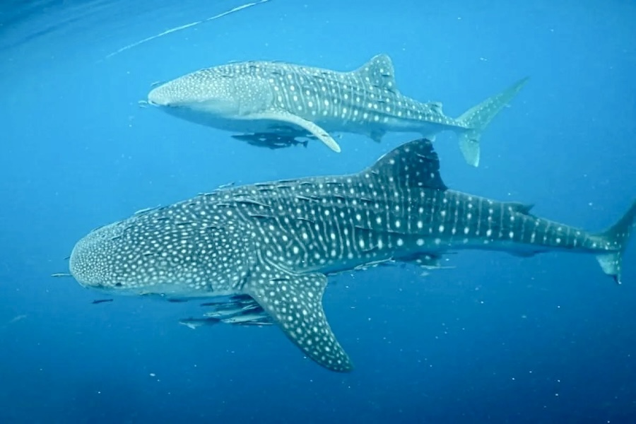 requin Baleine indonésie