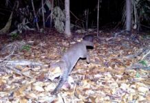 Le chat à tête plate
