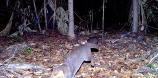 Le chat à tête plate