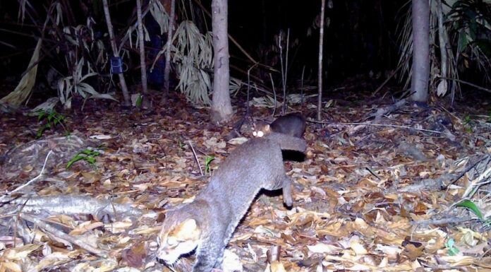 THAÏLANDE – FAUNE : Le chat à tête plate réapparaît après 30 ans Le chat à tête plate