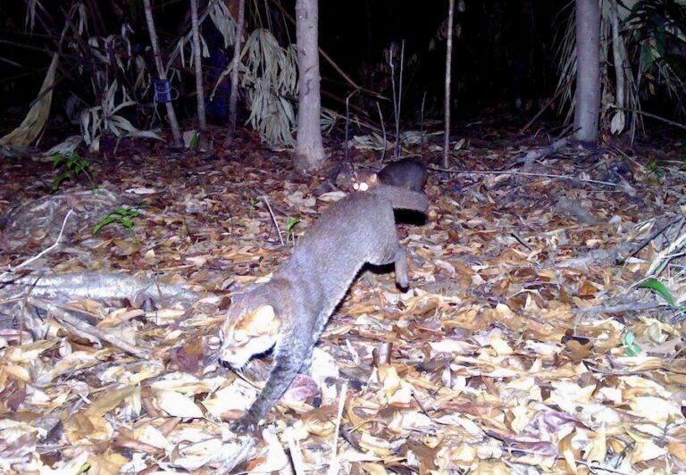 THAÏLANDE – FAUNE : Le chat à tête plate réapparaît après 30 ans