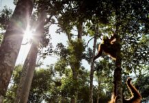 Orangs-outans Indonésie