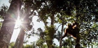 Orangs-outans Indonésie