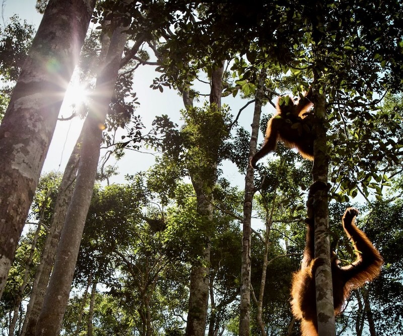 Orangs-outans Indonésie