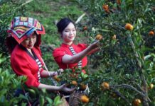 Vietnam tourisme mandarines