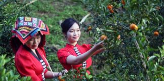 Vietnam tourisme mandarines