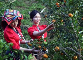 Vietnam tourisme mandarines
