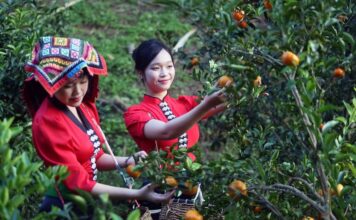 Vietnam tourisme mandarines