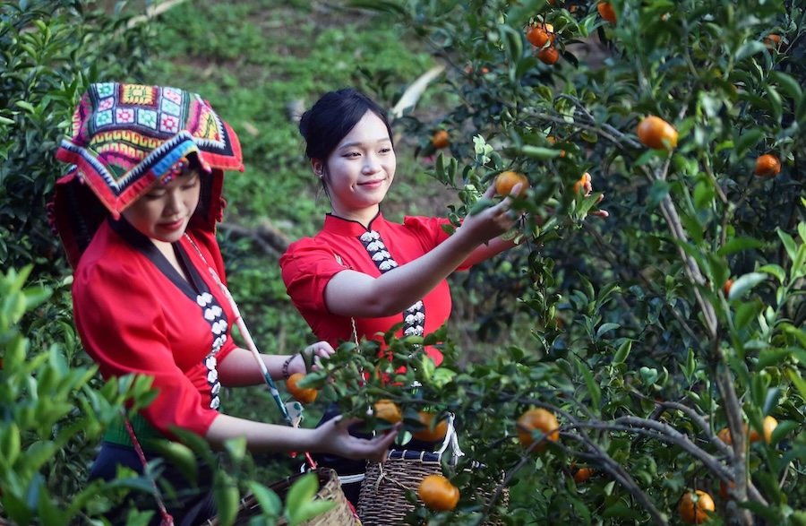Vietnam tourisme mandarines
