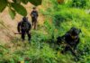 armée thaïlandaise