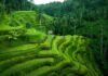BALI – TOURISME : Vers une obligation de solvabilité pour les visiteurs Bali paysage