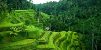 Bali paysage