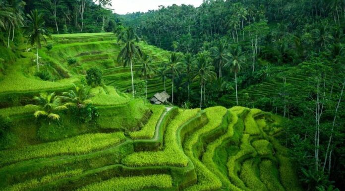 BALI – TOURISME : Vers une obligation de solvabilité pour les visiteurs Bali paysage