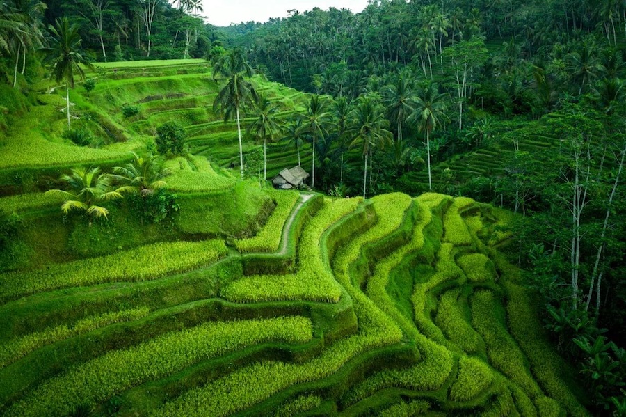 Bali paysage