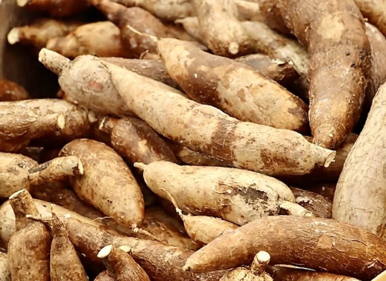 Manioc Thaïlande