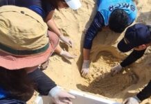 PHUKET – NATURE : Une tortue olivâtre pond ses œufs sur la plage de Karon œufs de tortue à Karon