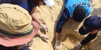 œufs de tortue à Karon