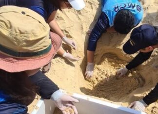 œufs de tortue à Karon