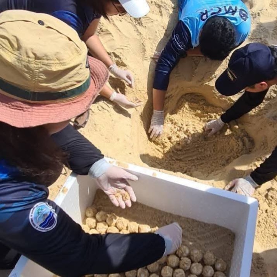 œufs de tortue à Karon