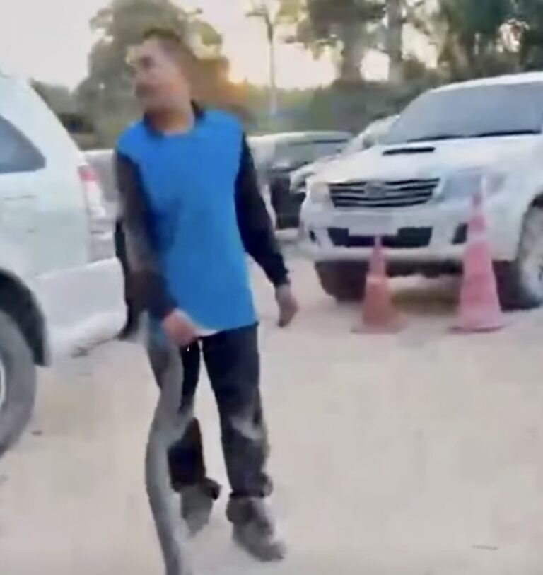 THAÏLANDE – SOCIÉTÉ : Un cobra royal découvert dans le moteur d’une voiture à Chaiya