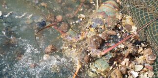 THAÏLANDE – GASTRONOMIE : La langouste aux sept couleurs de Phuket obtient une indication géographique Langouste de Phuket