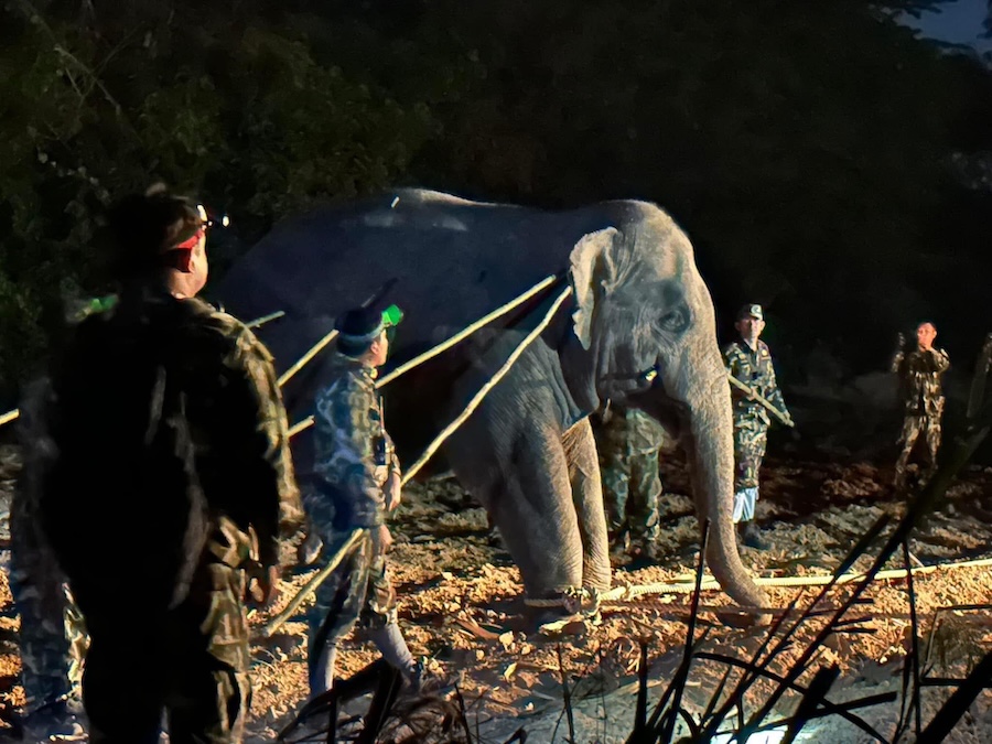 éléphant maltraitance