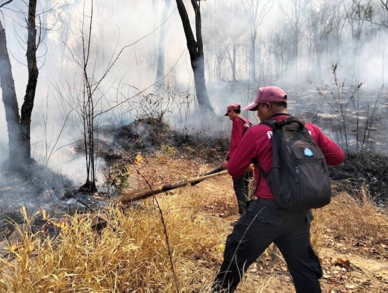 THAÏLANDE – ENVIRONNEMENT : L&rsquo;incendie de forêt à Sakaerat a été maîtrisé