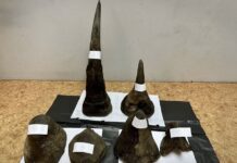 trafic cornes de rhino