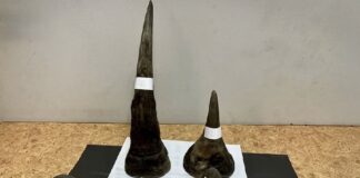 THAÏLANDE – SOCIÉTÉ : Un Vietnamien arrêté à Bangkok avec six cornes de rhinocéros trafic cornes de rhino