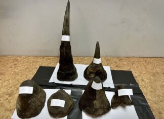 THAÏLANDE – SOCIÉTÉ : Un Vietnamien arrêté à Bangkok avec six cornes de rhinocéros trafic cornes de rhino