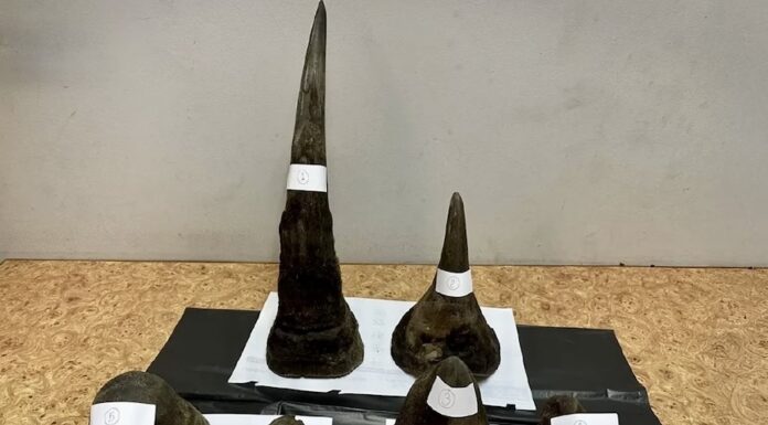 trafic cornes de rhino