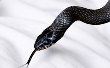THAÏLANDE – SOCIÉTÉ : Panique dans un hôtel de Krabi après l’apparition d’un cobra dans une chambre