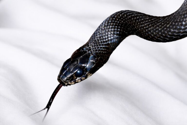 THAÏLANDE – SOCIÉTÉ : Panique dans un hôtel de Krabi après l’apparition d’un cobra dans une chambre