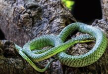 CAMBODGE – NATURE : Serpent volant, espèces inconnues… les grottes livrent leurs secrets serpent arboricole doré