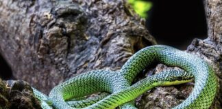 CAMBODGE – NATURE : Serpent volant, espèces inconnues… les grottes livrent leurs secrets serpent arboricole doré