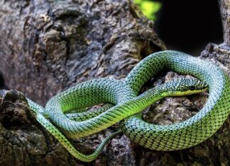 CAMBODGE – NATURE : Serpent volant, espèces inconnues… les grottes livrent leurs secrets serpent arboricole doré