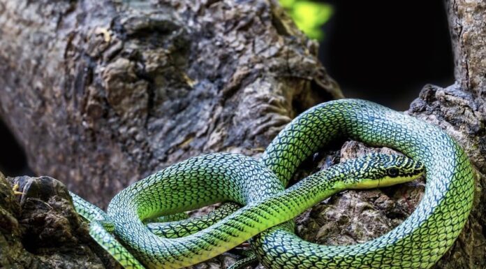 serpent arboricole doré